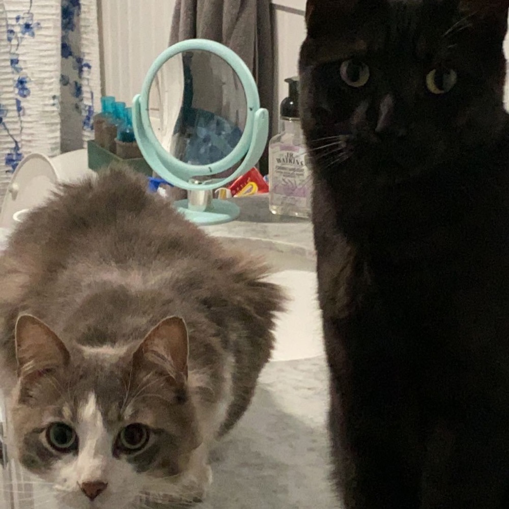 Meet your Posher, Genevieve